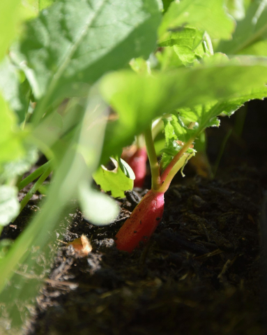 Radis d’un potager urbain hors-sol.