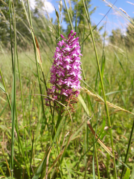 Orchis pyramidal