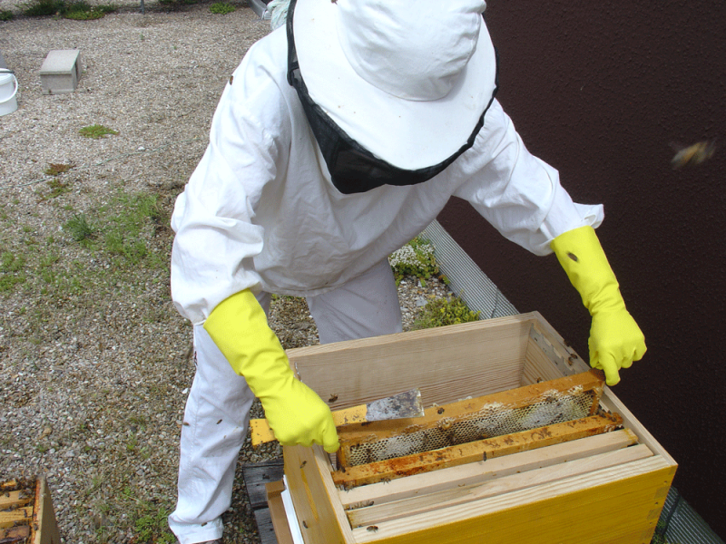 Figure 2. Un essaim récupéré dans la rue est transvasé dans une ruche, après une semaine au calme dans une ruchette.  