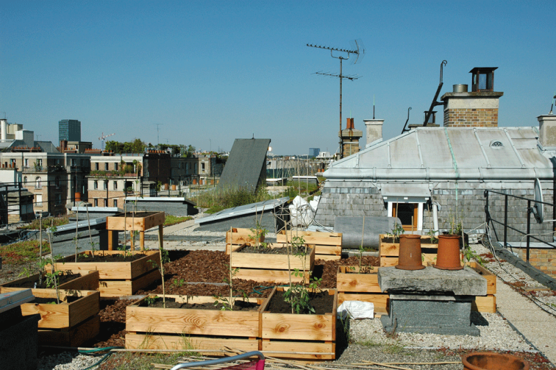 Figure 4. Plantation dans des bacs sur les toits de l’Agro. 